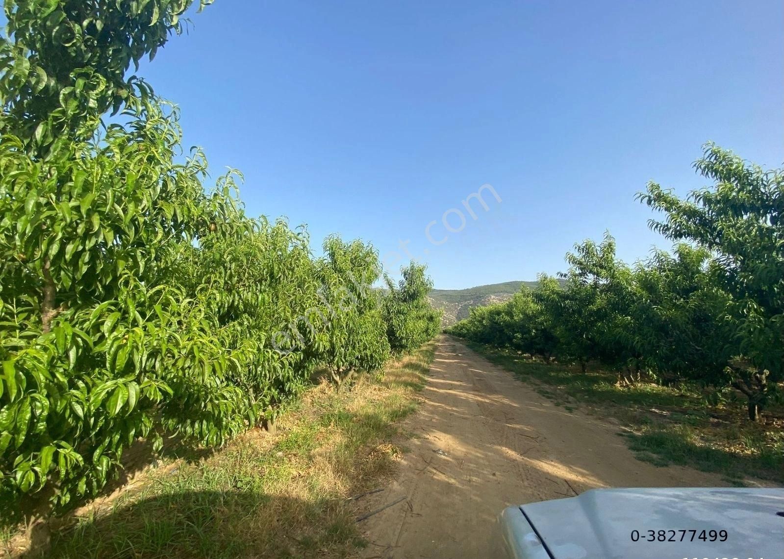 Günay Emlak'tan İzmir Selçuk'ta 50 Dönüm Satılık Besi Çifliği Şeftali Tarlası - Görsel 28