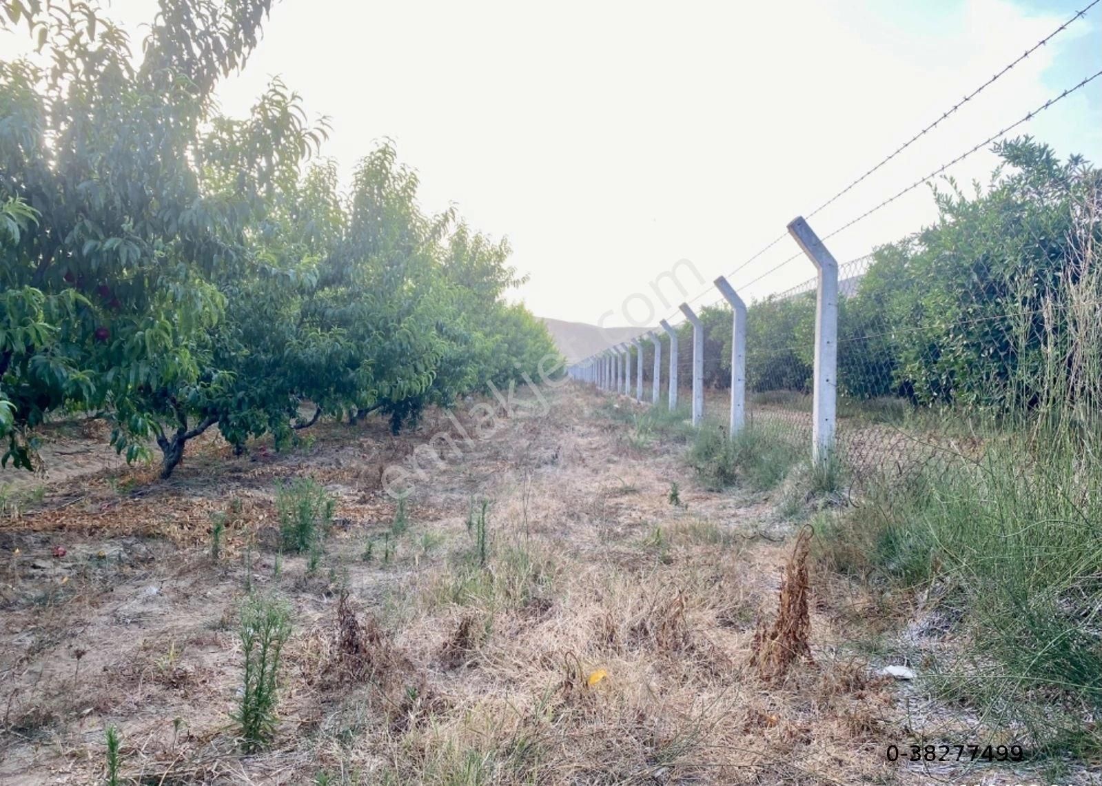 Günay Emlak'tan İzmir Selçuk'ta 50 Dönüm Satılık Besi Çifliği Şeftali Tarlası - Görsel 21