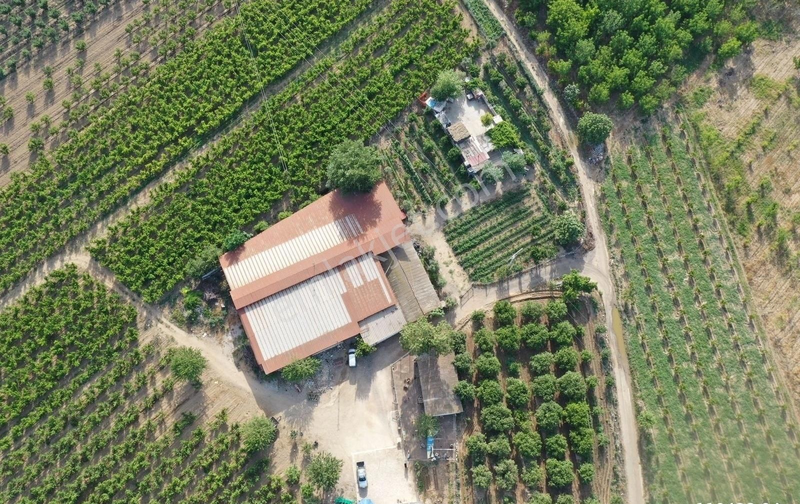 Günay Emlak'tan İzmir Selçuk'ta 50 Dönüm Satılık Besi Çifliği Şeftali Tarlası - Görsel 16