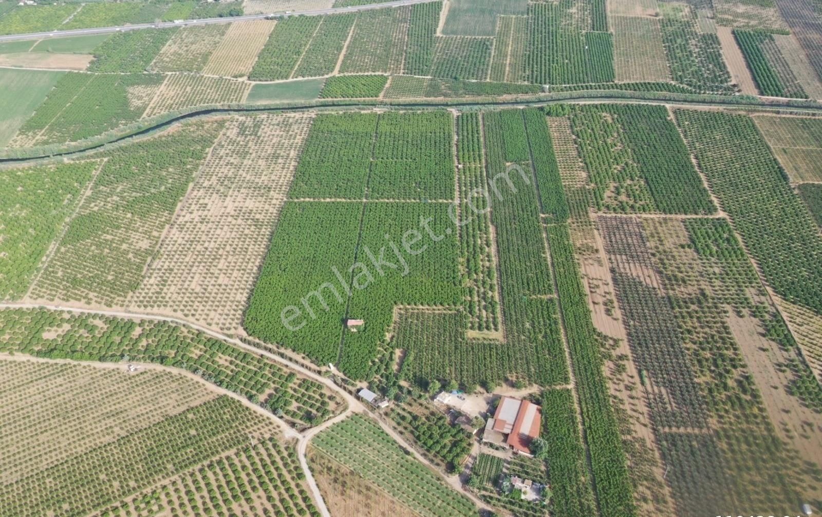 Günay Emlak'tan İzmir Selçuk'ta 50 Dönüm Satılık Besi Çifliği Şeftali Tarlası - Görsel 34