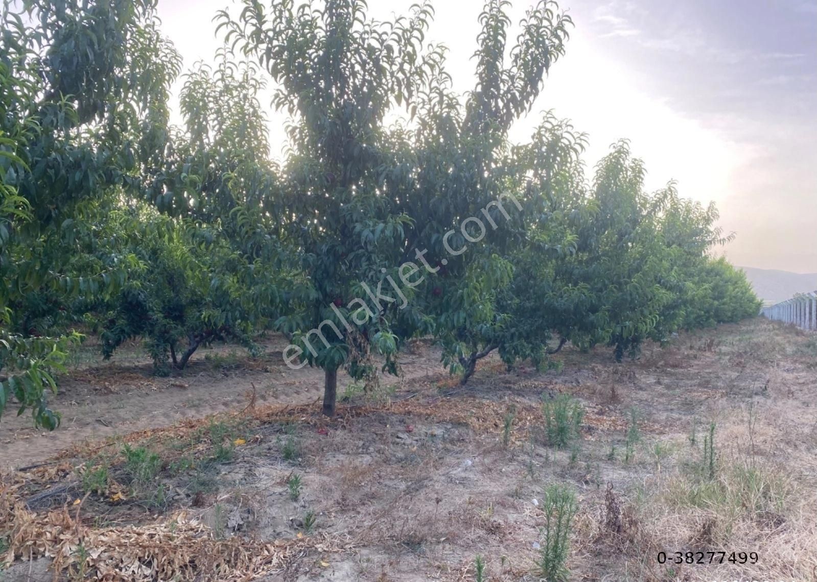Günay Emlak'tan İzmir Selçuk'ta 50 Dönüm Satılık Besi Çifliği Şeftali Tarlası - Görsel 29
