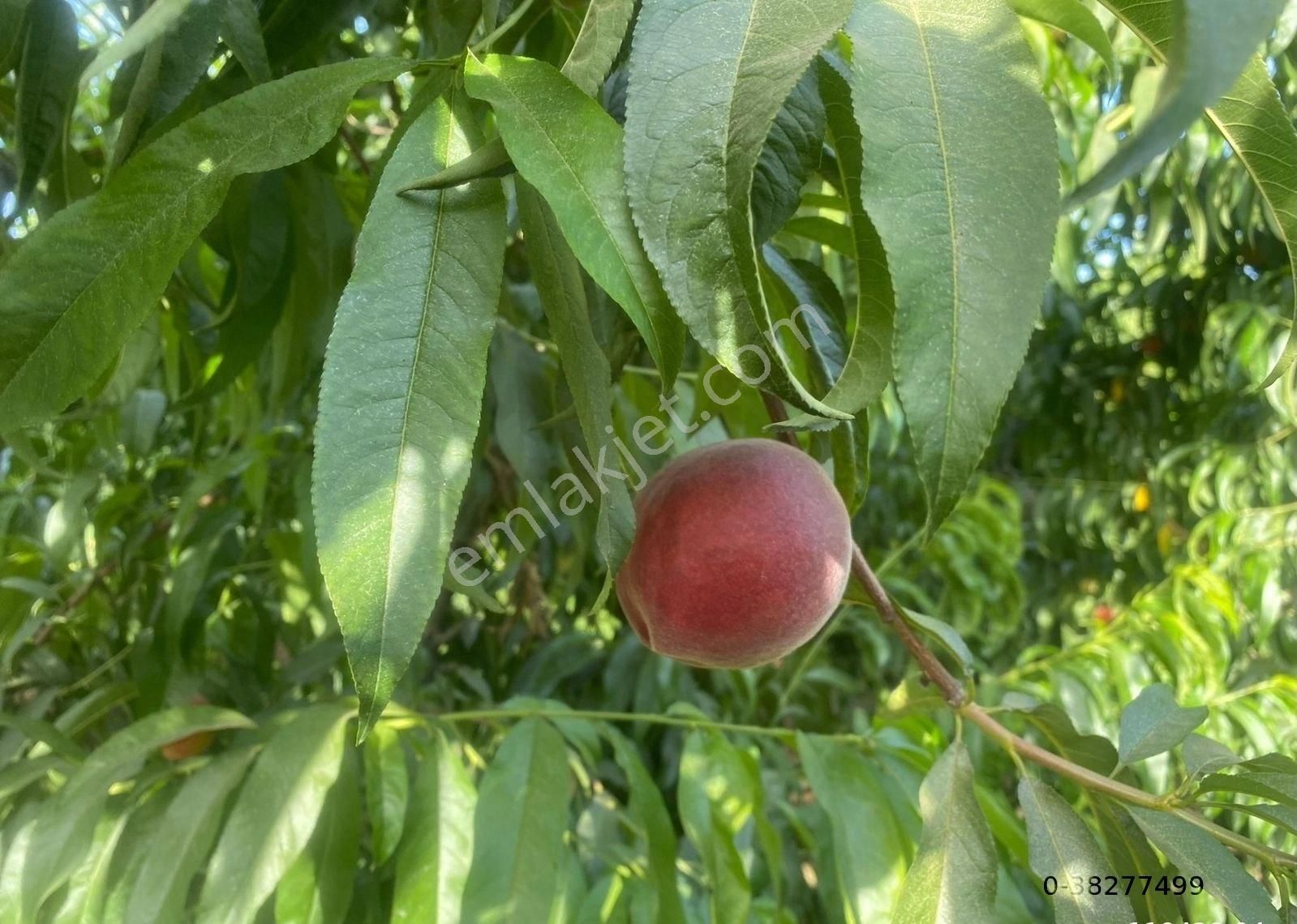 Günay Emlak'tan İzmir Selçuk'ta 50 Dönüm Satılık Besi Çifliği Şeftali Tarlası - Görsel 4