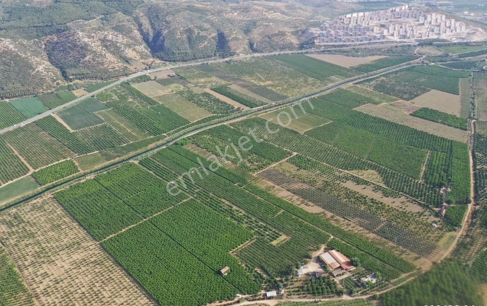 Günay Emlak'tan İzmir Selçuk'ta 50 Dönüm Satılık Besi Çifliği Şeftali Tarlası - Görsel 7