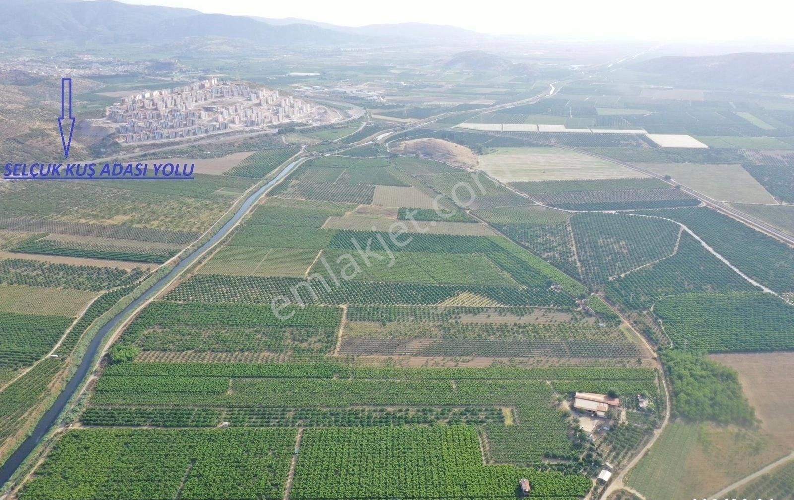 Günay Emlak'tan İzmir Selçuk'ta 50 Dönüm Satılık Besi Çifliği Şeftali Tarlası - Görsel 9