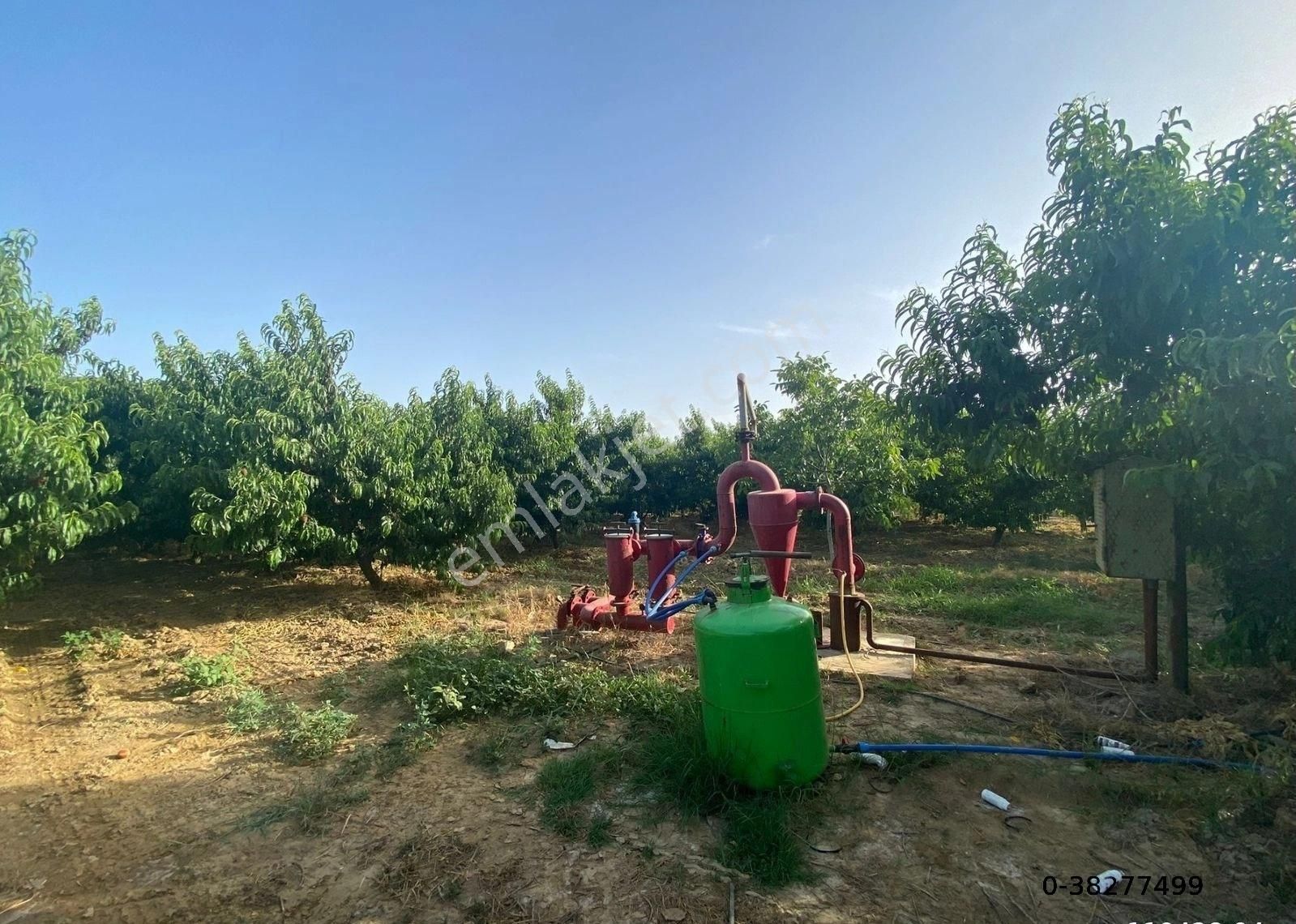 Günay Emlak'tan İzmir Selçuk'ta 50 Dönüm Satılık Besi Çifliği Şeftali Tarlası - Görsel 18