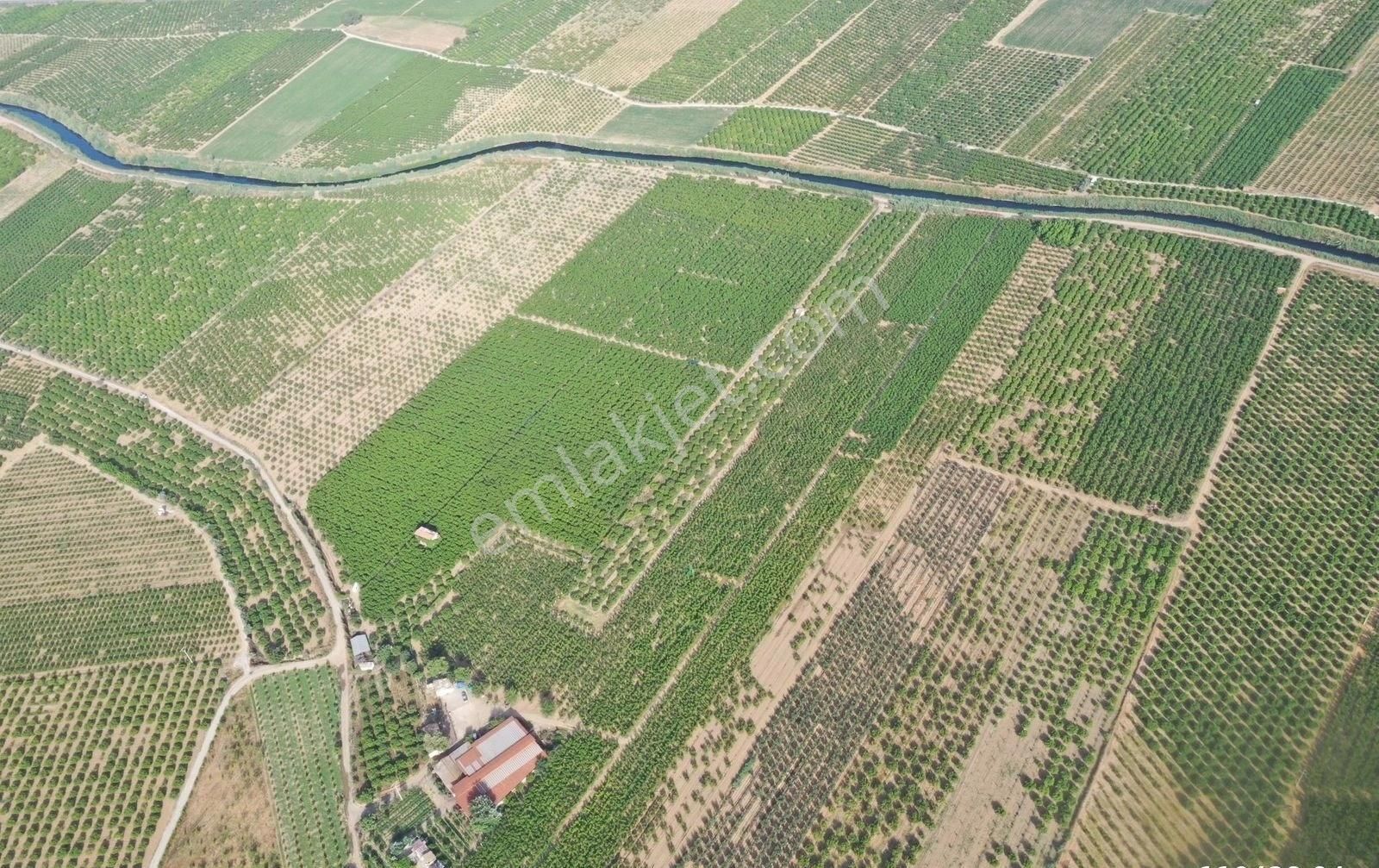 Günay Emlak'tan İzmir Selçuk'ta 50 Dönüm Satılık Besi Çifliği Şeftali Tarlası - Görsel 15