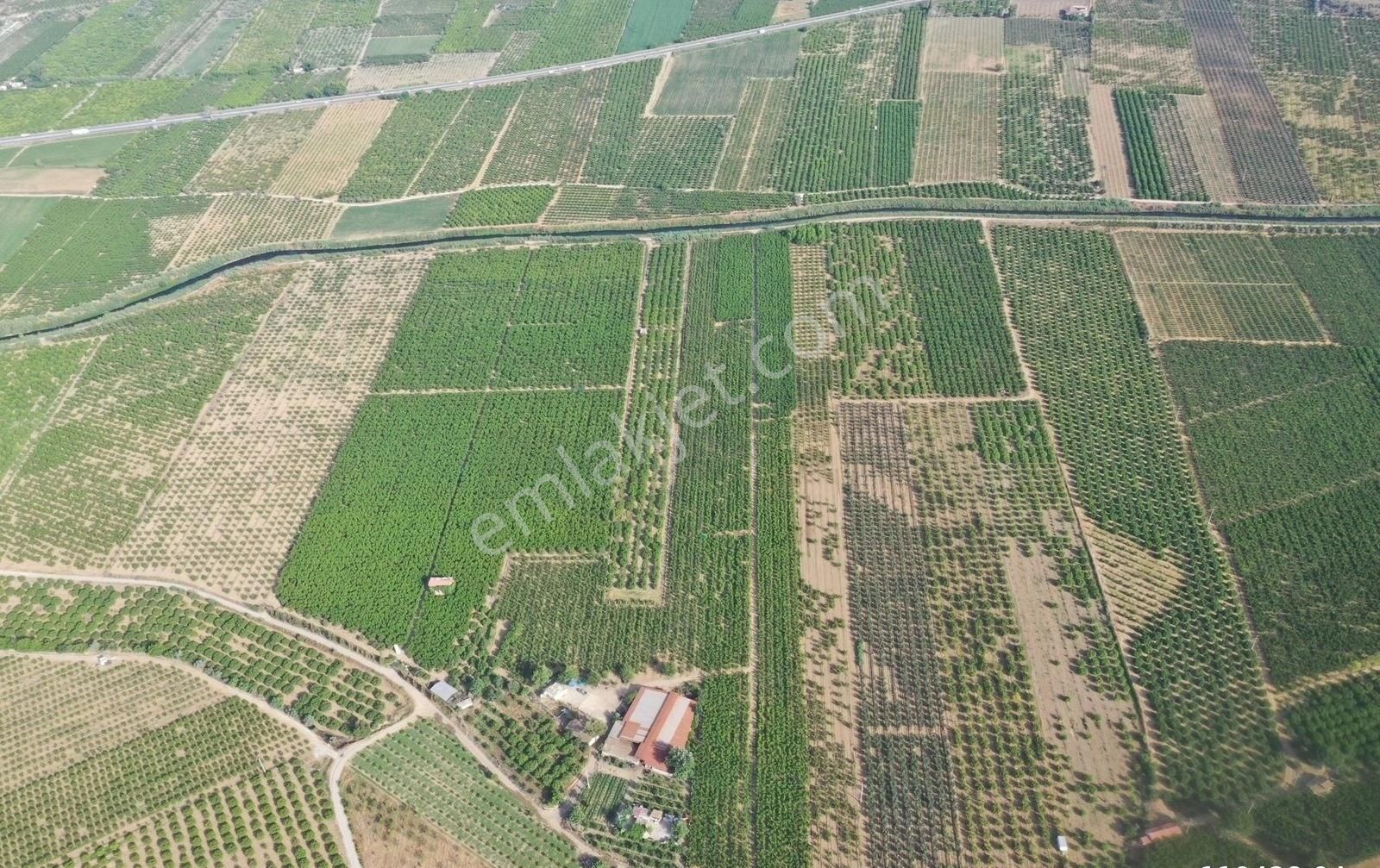 Günay Emlak'tan İzmir Selçuk'ta 50 Dönüm Satılık Besi Çifliği Şeftali Tarlası - Görsel 2