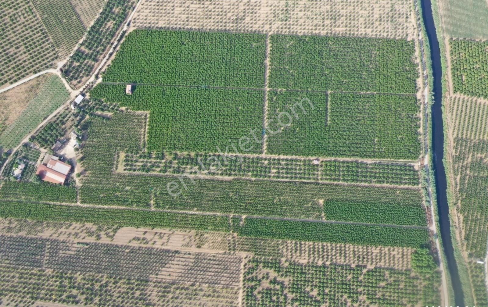 Günay Emlak'tan İzmir Selçuk'ta 50 Dönüm Satılık Besi Çifliği Şeftali Tarlası - Görsel 8