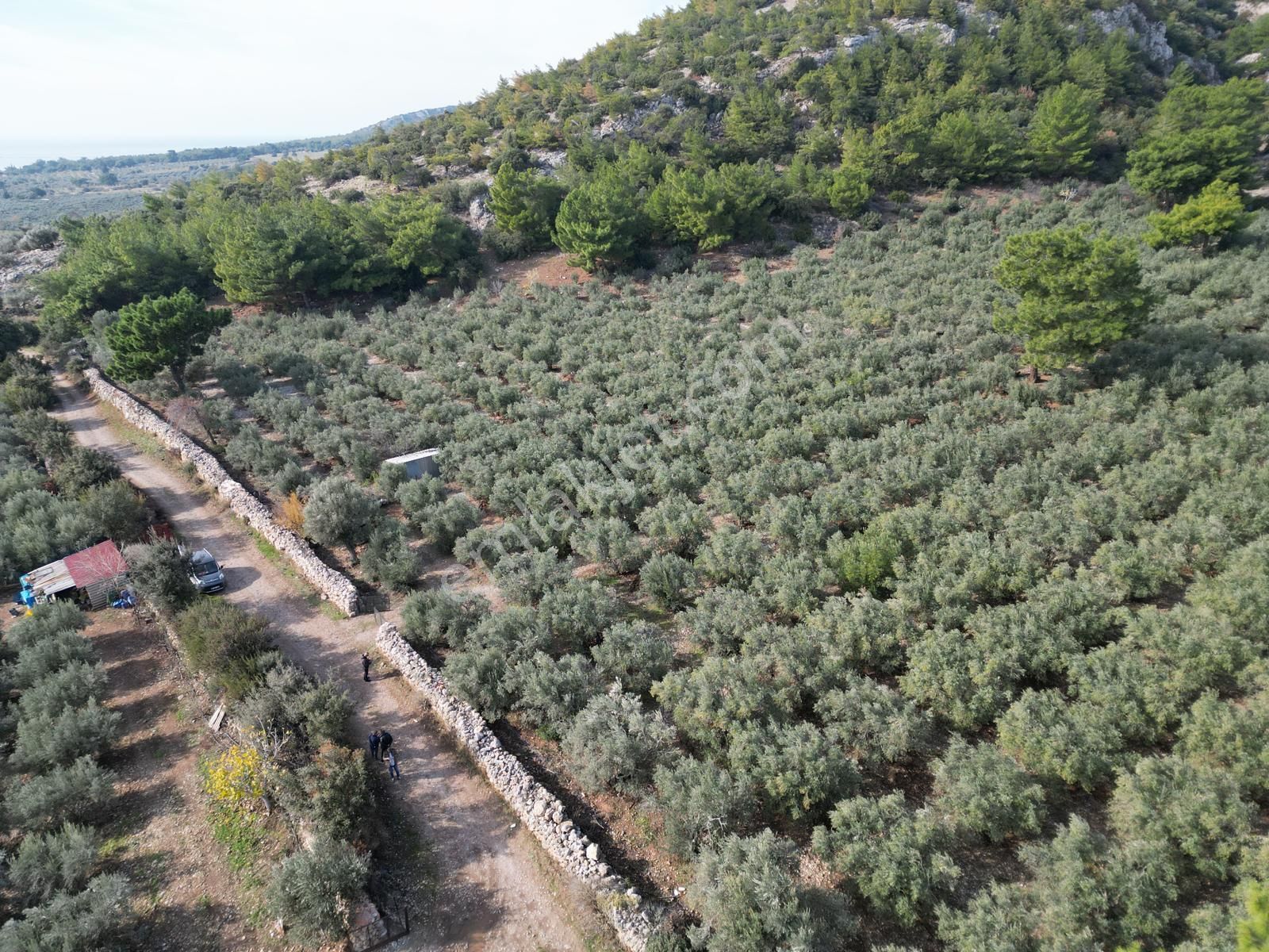 Söke Doğanbey Satılık Zeytinlik Söke Doğan Bey Mahallesinde Deniz Manzaralı Zeytin Bahçesi