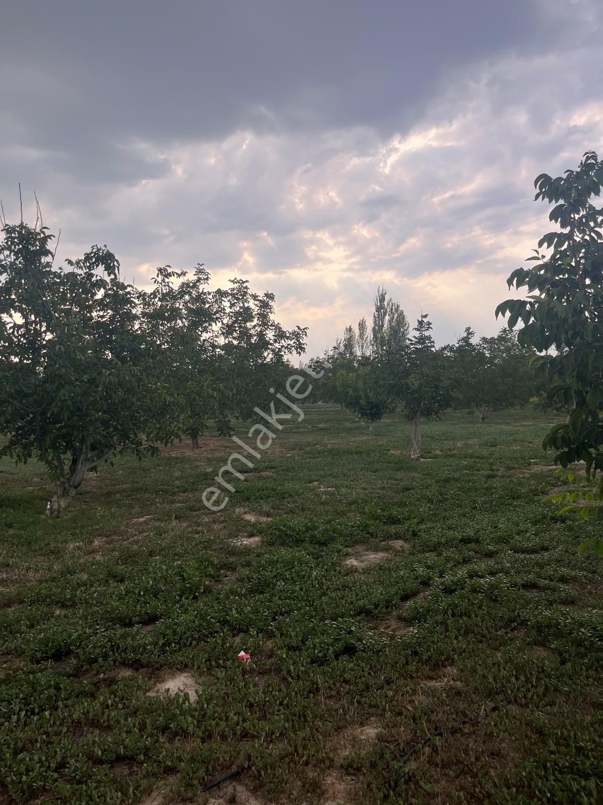 Burdur Merkez Gökçebağ Köyü (Yol Altı) Satılık Bağ & Bahçe Burdur Merkez Gökçebağda Ceviz Bahçesi