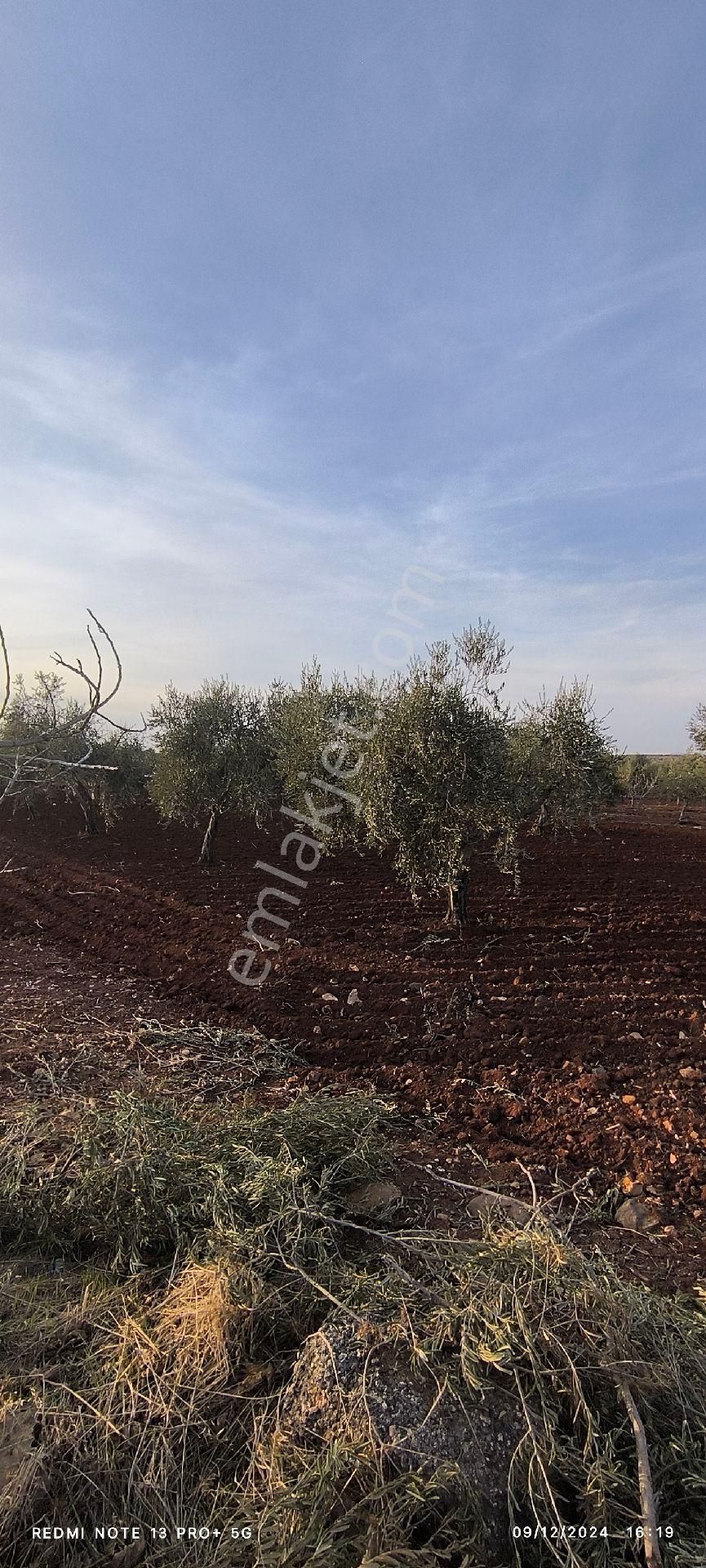 Kilis Merkez Mehmet Abdi Bulut Satılık Zeytinlik Takas Gayrimenkul'den İki Tarafı Yol Ve Elektrik Zeytinlik