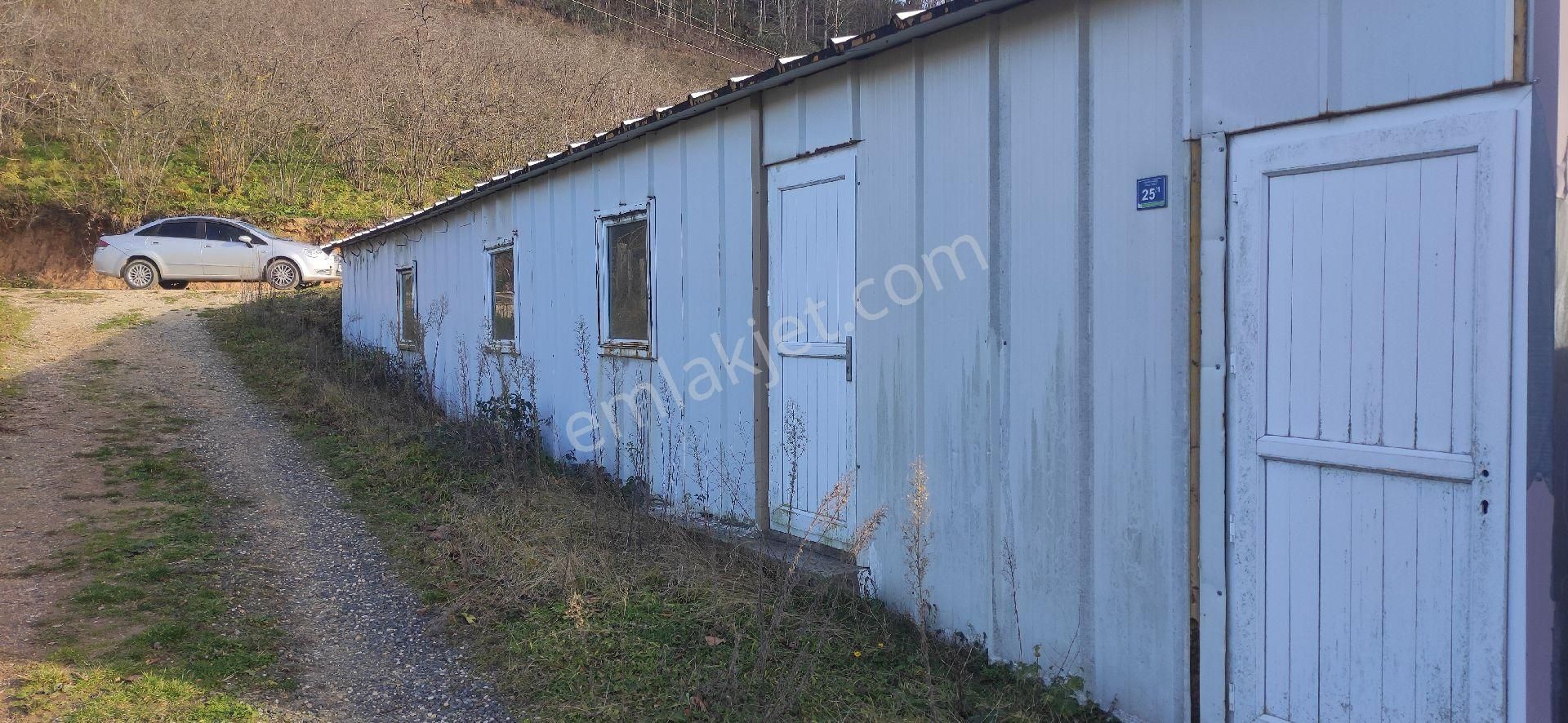 İkizce Esentepe Satılık Tarla Ordu İkizce Esentepe Mah.de Tavuk Vifyltligi Ve Findik Bahcesi