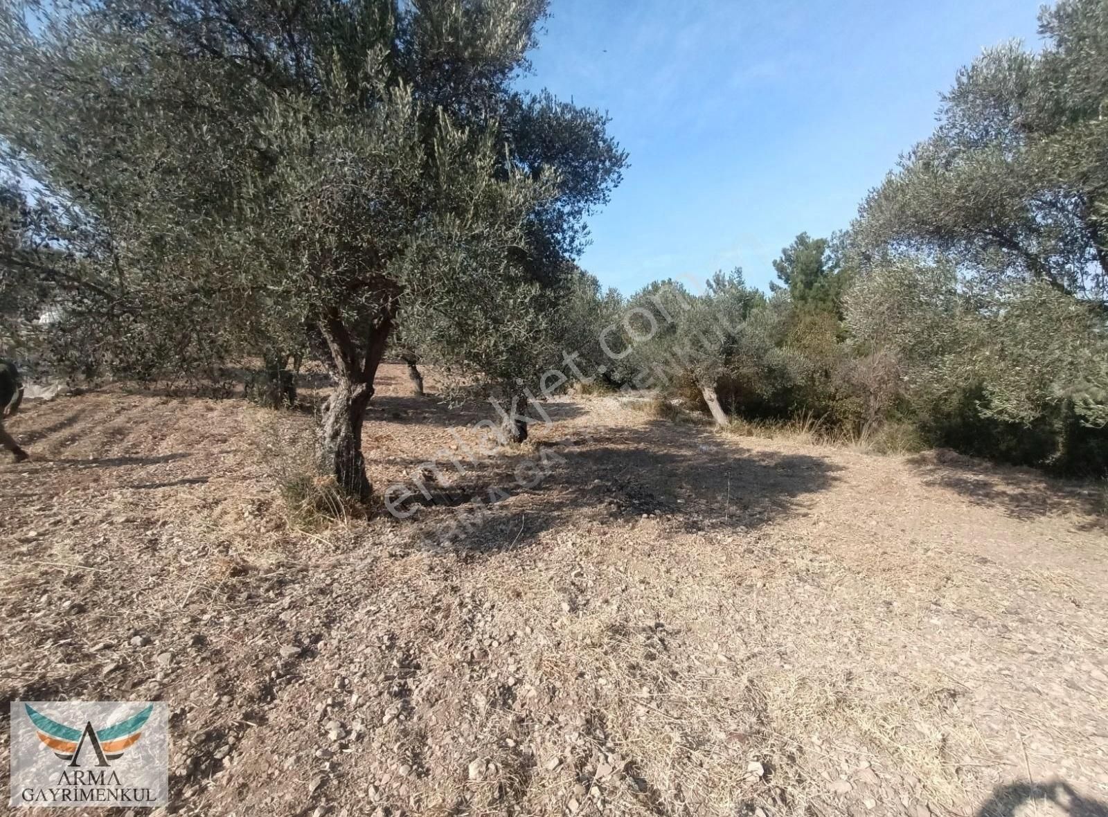 Çeşme Germiyan Satılık Tarla Çeşme Germiyan Köyünde Zeytin Ağaçlı Tarla Fırsatı