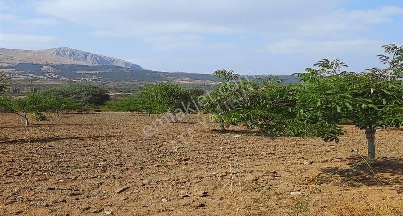 Gölpazarı Büyükbelen Köyü Satılık Tarla Bilecik Gölpazarında Kadastrol Yol Cepheli 3 Dönüm Arazi