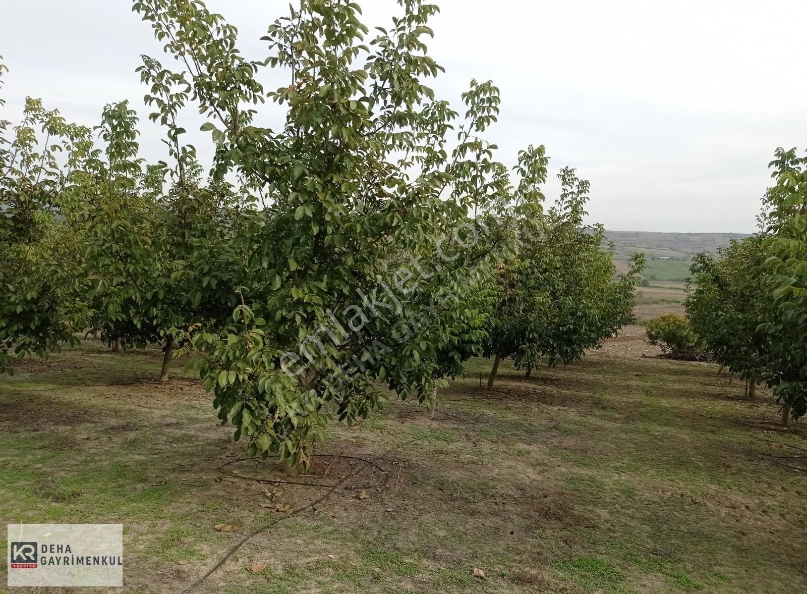 Yenişehir Kavaklı Satılık Tarla Yenişehir Kavaklıda Sulama Tesisatı Olan 8 Yaşında Bakımlı Ceviz