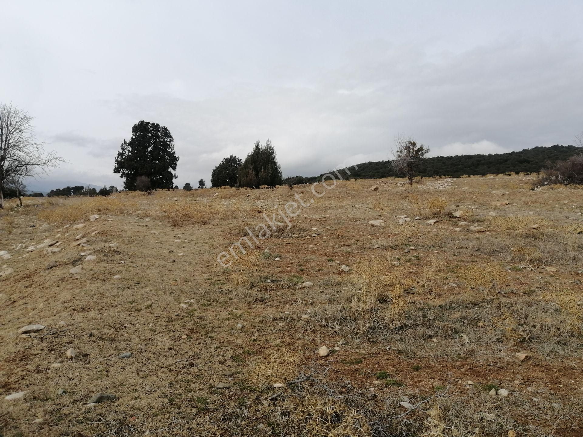 Seydikemer Çaltılar Satılık Tarla 2777 Metre Kare Yerimiz Satılıktır.