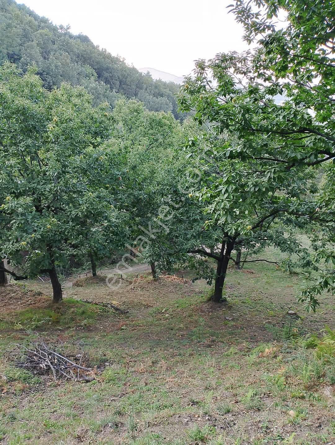 Babadağ İncilipınar Satılık Tarla Babadağ Yardançayında Satılık Yayla