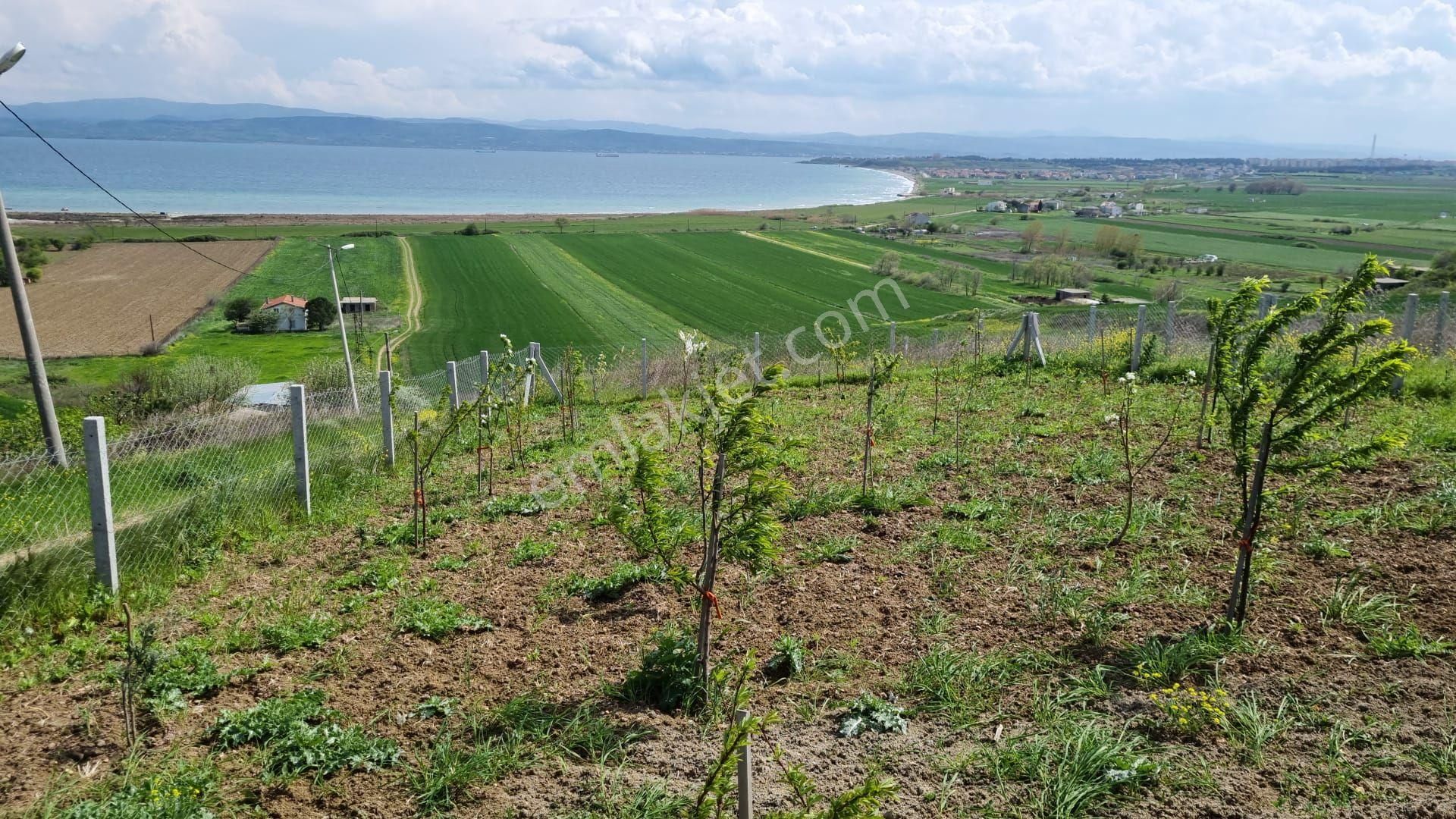 Gelibolu Yazıcızade Satılık Tarla Gelibolu Yazicizade Satılık Tarla