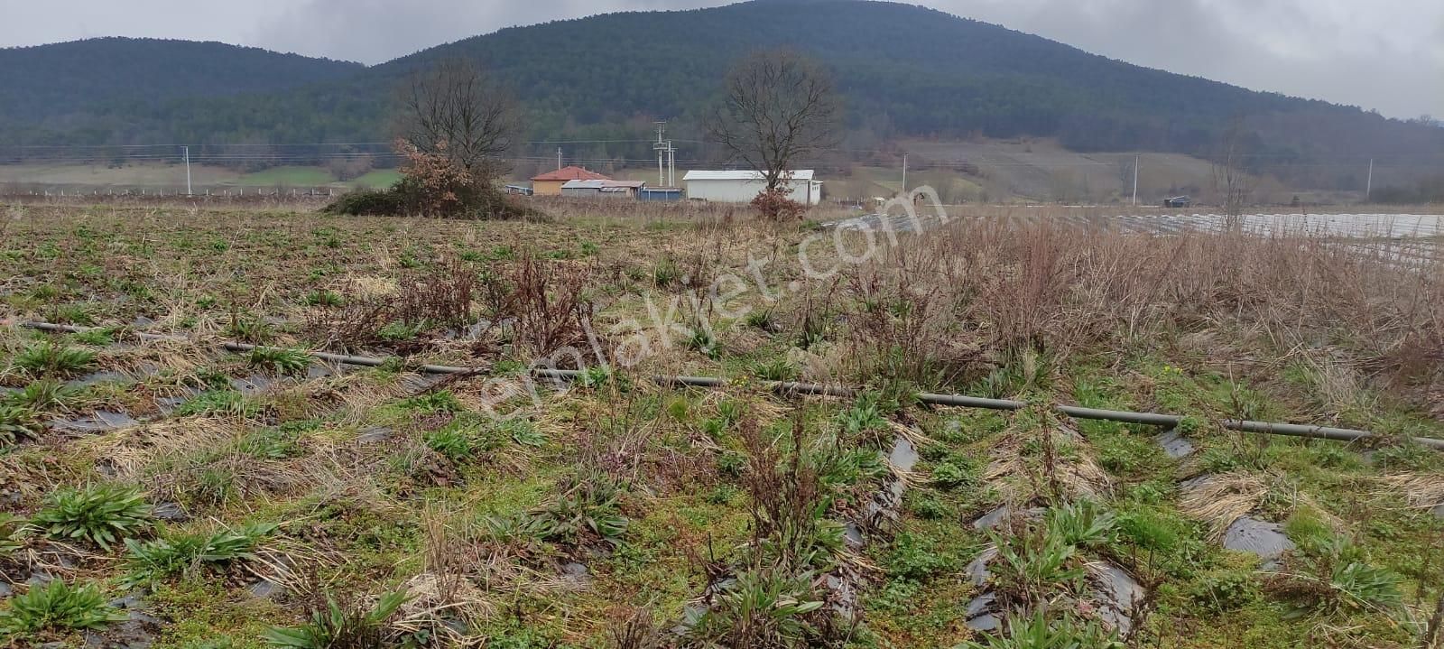 Pamukova Kemaliye Satılık Tarla Sakarya/pamukova/kemaliye'de Satılık 2352 M'2 Tarla