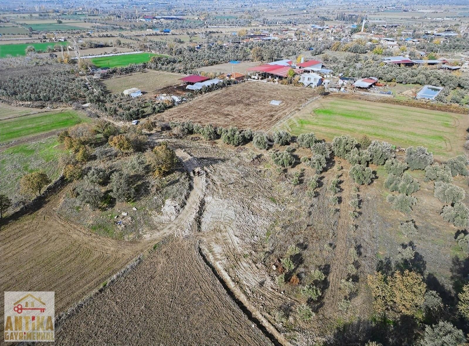 Ödemiş Gerçekli Satılık Zeytinlik Antika Gayrimenkul'den Gerçekli Mahallesin'de Satılık Zeytinlik