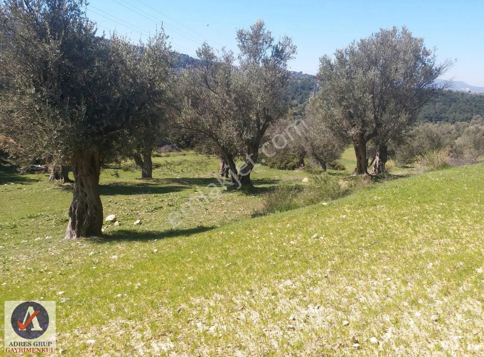 Güzelbahçe Küçükkaya Satılık Zeytinlik Güzelbahçe Küçükkaya'da Süper Yatırımlık Kupon Zeytinlik