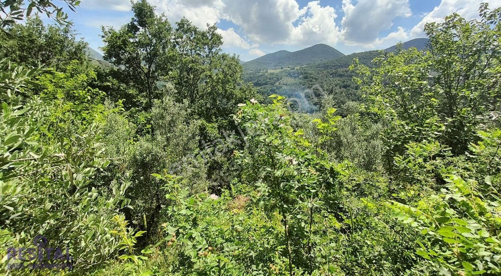 Gemlik Hamidiyeköy Satılık Zeytinlik Gemlik Hamidiye Köyünde Satılık Zeytinlik