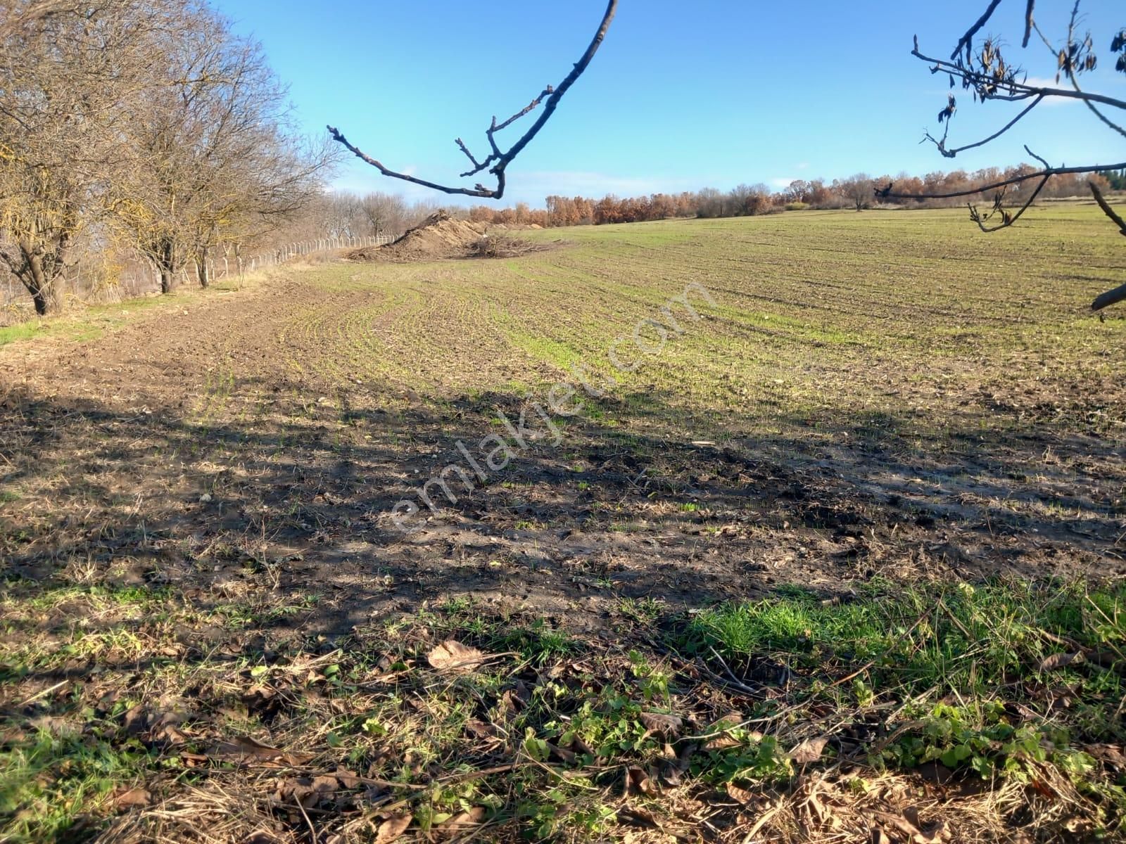 Edirne Merkez Budakdoğanca Köyü Satılık Konut İmarlı Edirne Kapıkule Budakdoğanca Köyünde Satılık 1500m2 4 Parça Arsalar