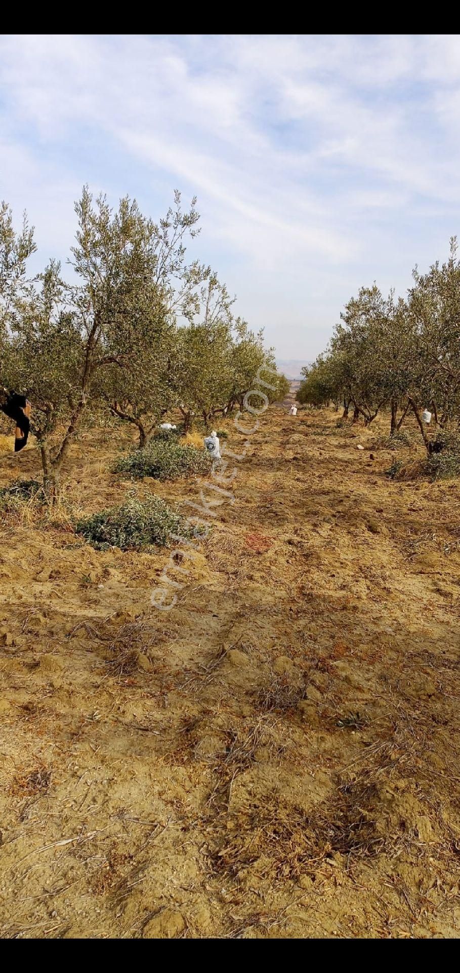 Köprübaşı Gölbaşı Satılık Tarla Satılık Manisa Köprübaşında Tarla