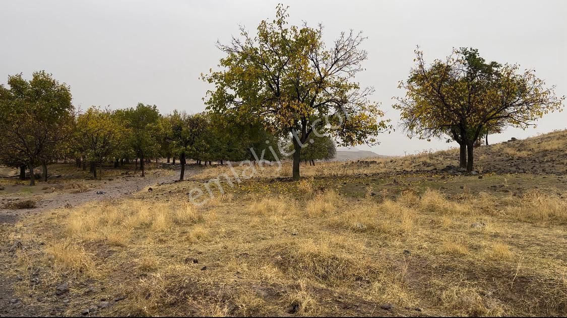 Güneyce'de Yatırımlık Arsa Ve Tarlalar