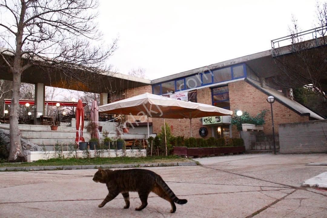 Çankaya Üniversiteler Devren Restaurant Ankara Nın En Büyük Üniversite Kapüsü İçerisinde Devren Restoran