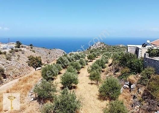 Bodrum Gümüşlük Satılık Tarla Muhteşem Adalar Ve Deniz Manzaralı Arazi