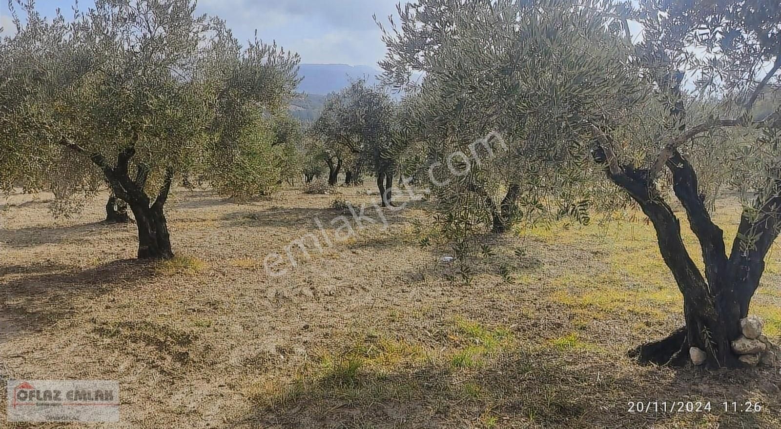 Yayladağı Yoncakaya Satılık Zeytinlik Oflaz Emlak'tan Satılık Yoncakaya Köyünde 7 Dönüm Zeytinlik