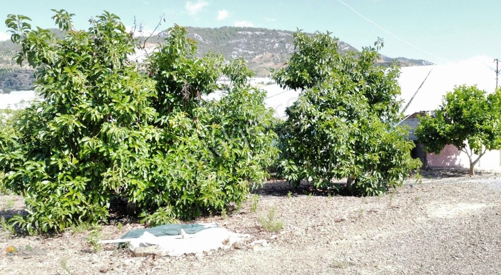 Alanya İmamlı Mahallesi'nde Satılık Ev Ve Arazi - Görsel 2