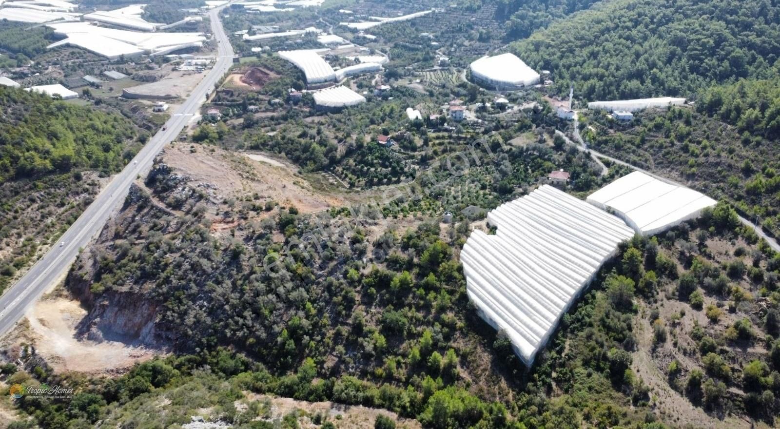 Alanya Uğrak Satılık Tarla Alanya Uğrak Mahallesi'nde Satılık Muz Serası