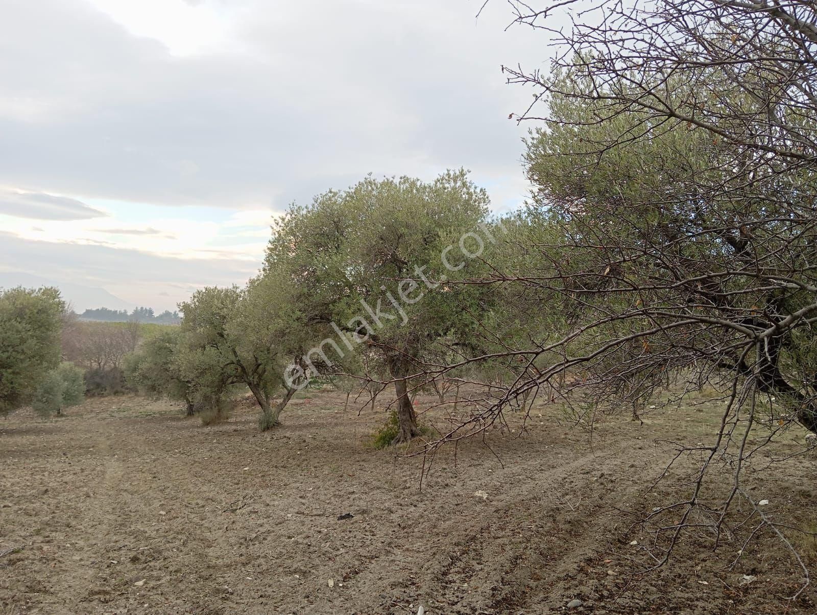 Şehzadeler Karayenice Satılık Tarla Manisa Şehzadeler Karayenicede Satılık Tarla Ve Zeytinlik