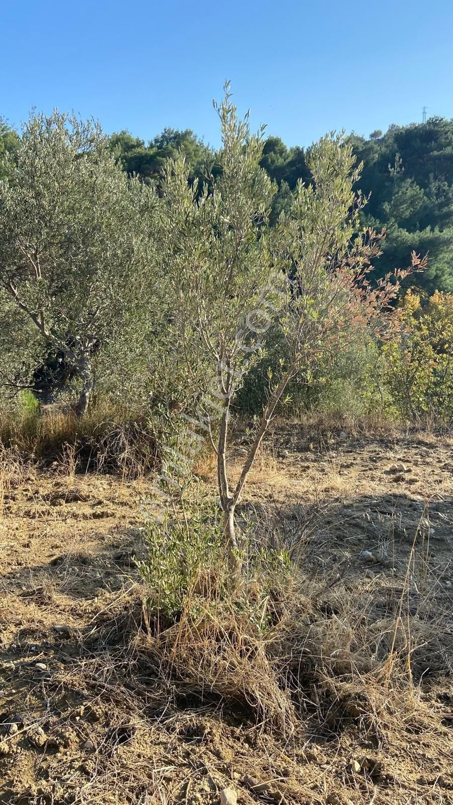 Aliağa Aşağışakran Satılık Tarla Ays'den Aliağa Şakranda Satılıkzeytınlık