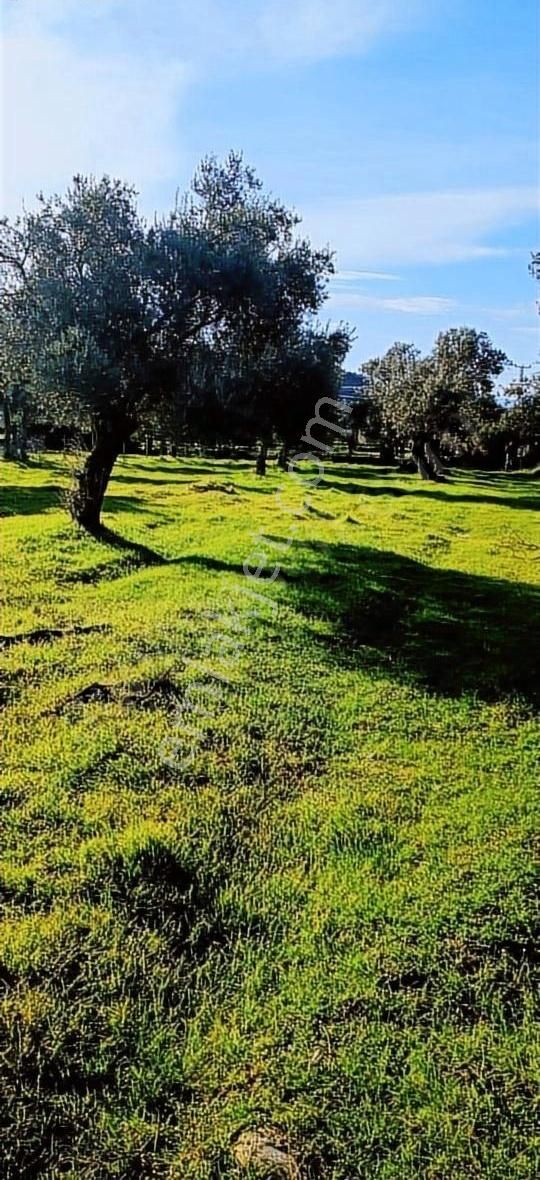 Bayındır Yusuflu Köyünde Satılık Zeytin Bahçesi - Görsel 12