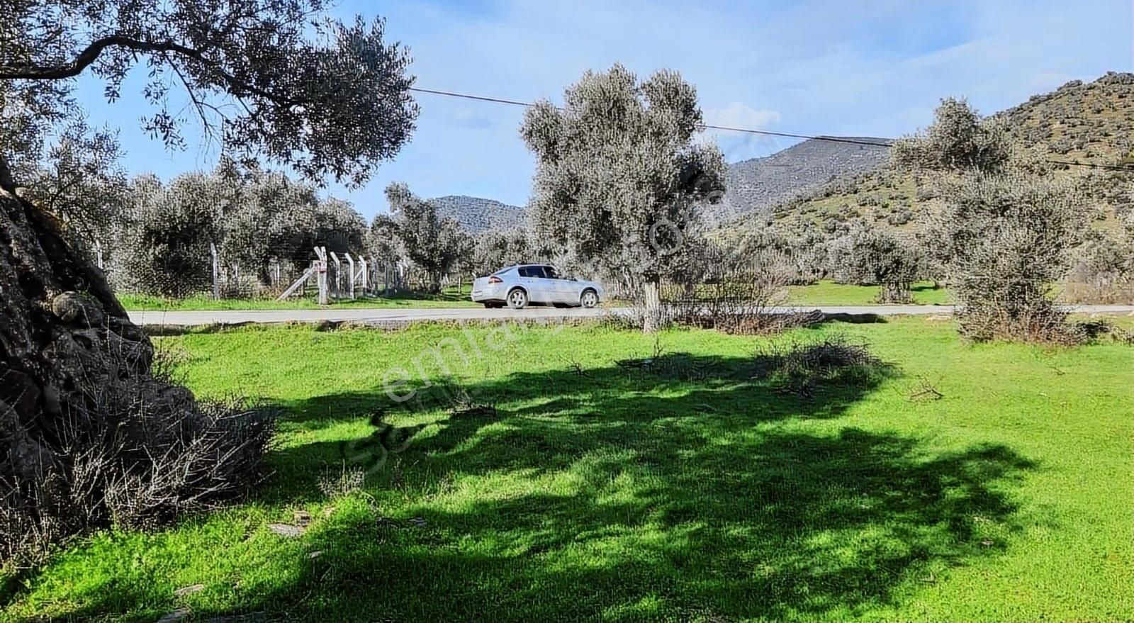 Bayındır Yusuflu Köyünde Satılık Zeytin Bahçesi - Görsel 3