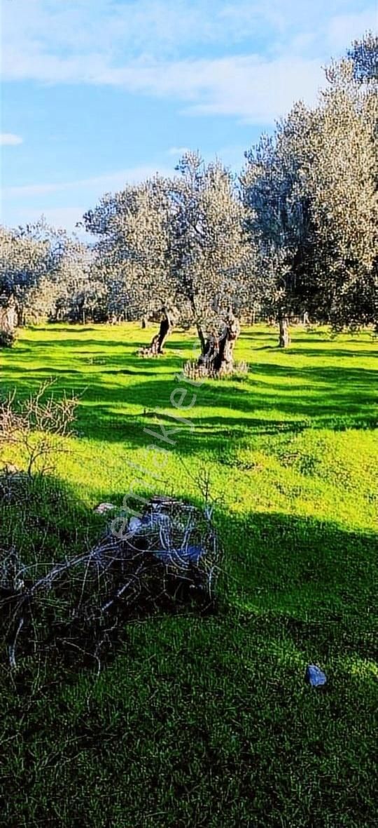 Bayındır Yusuflu Köyünde Satılık Zeytin Bahçesi - Görsel 4