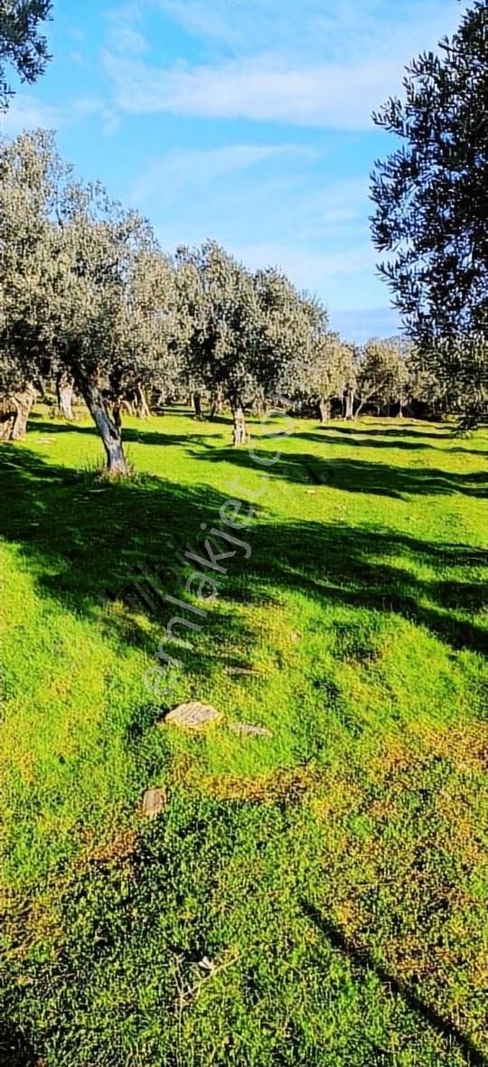 Bayındır Yusuflu Köyünde Satılık Zeytin Bahçesi - Görsel 13