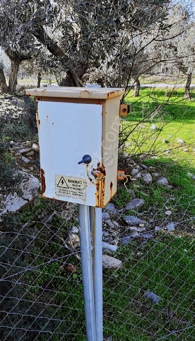 Bayındır Yusuflu Köyünde Satılık Zeytin Bahçesi - Görsel 7