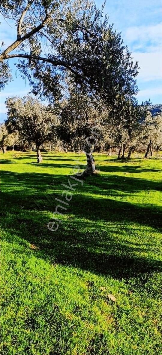 Bayındır Yusuflu Köyünde Satılık Zeytin Bahçesi - Görsel 2