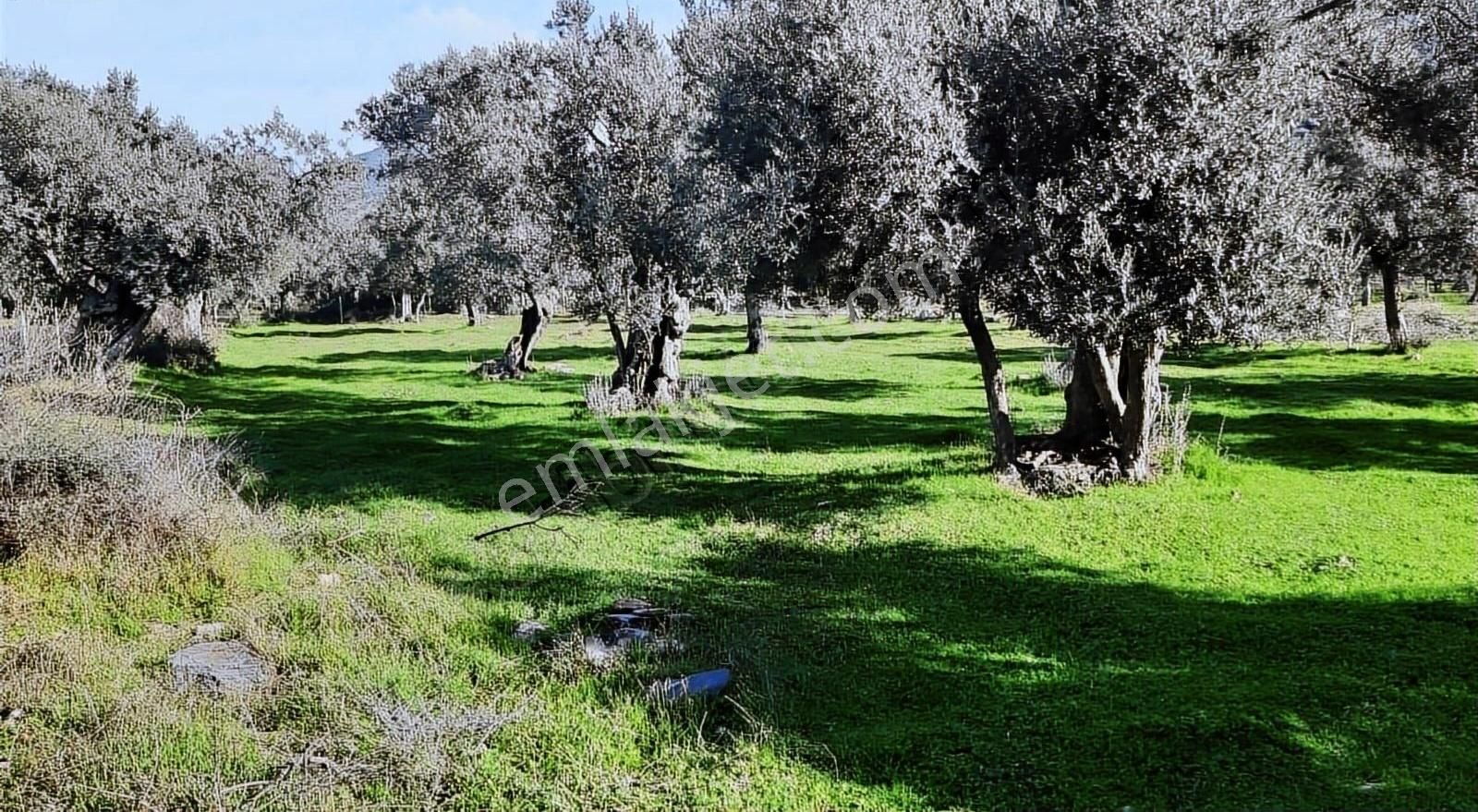 Bayındır Yusuflu Köyünde Satılık Zeytin Bahçesi - Görsel 8