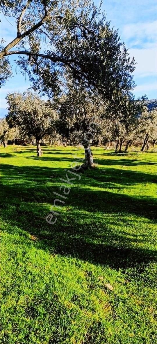 Bayındır Yusuflu Köyünde Satılık Zeytin Bahçesi - Görsel 10