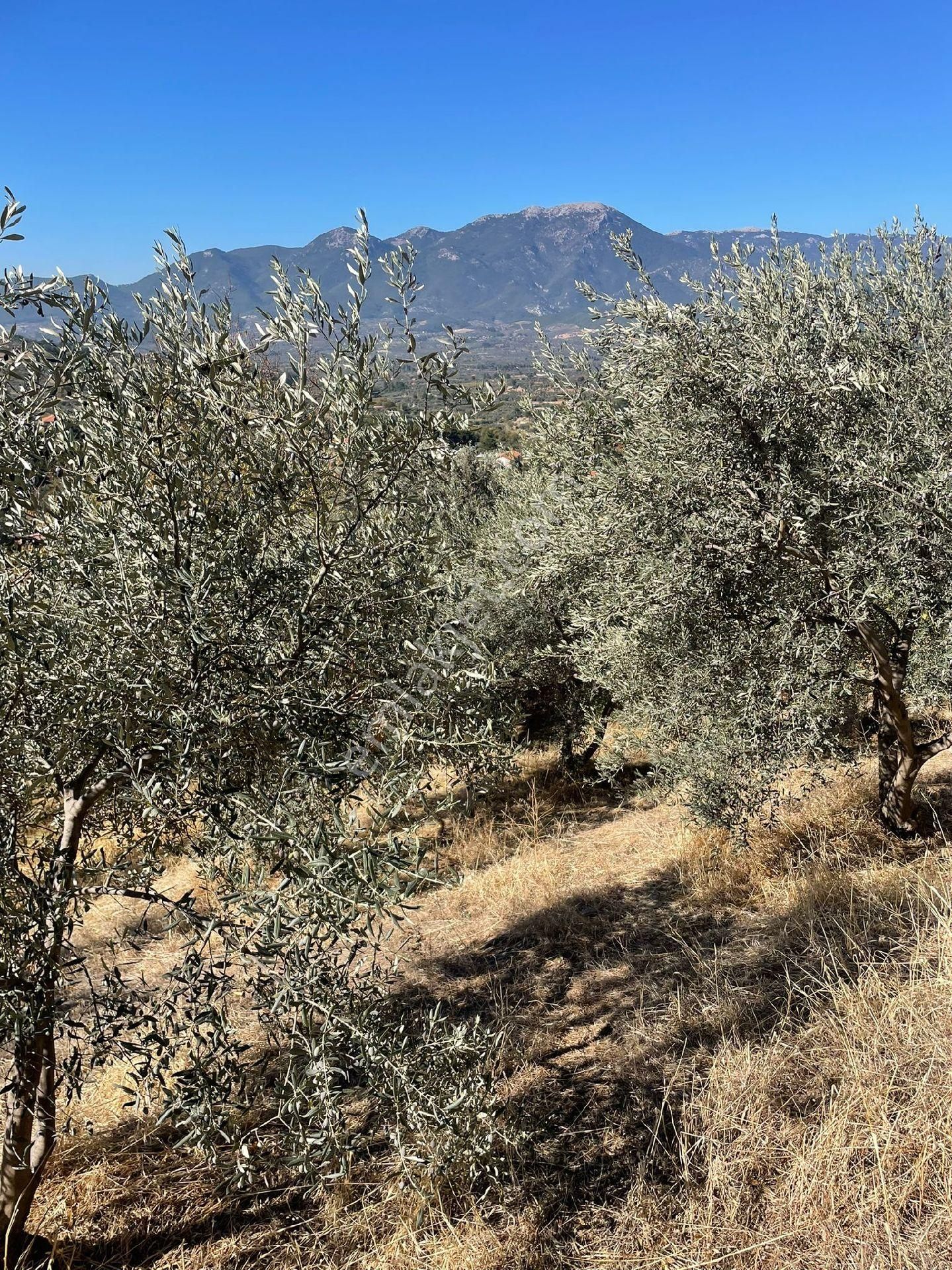 Burax Emlaktan Kemalpaşa Cumalıda Satılık 6 Donum Bag - Görsel 11