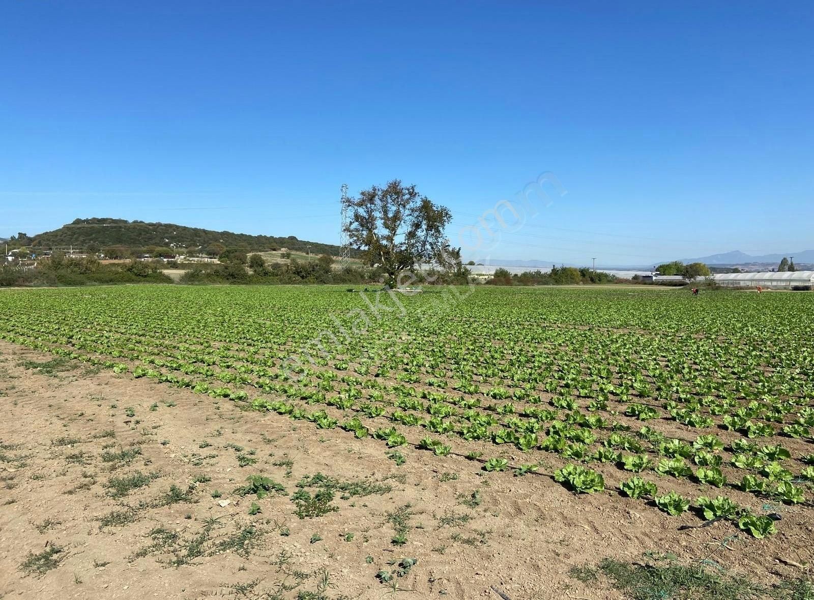 Değirmendere'de Satılık Tek Tapu Meşe Emlak'tan - Görsel 4