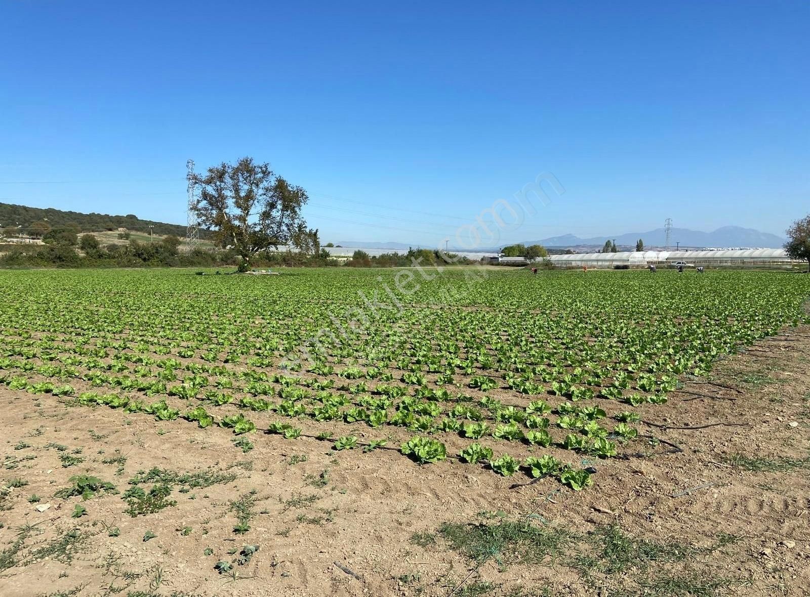 Değirmendere'de Satılık Tek Tapu Meşe Emlak'tan - Görsel 2