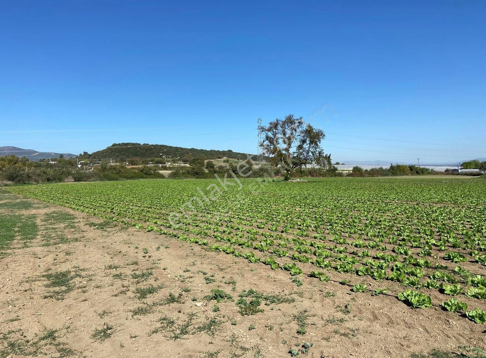 Değirmendere'de Satılık Tek Tapu Meşe Emlak'tan - Görsel 5
