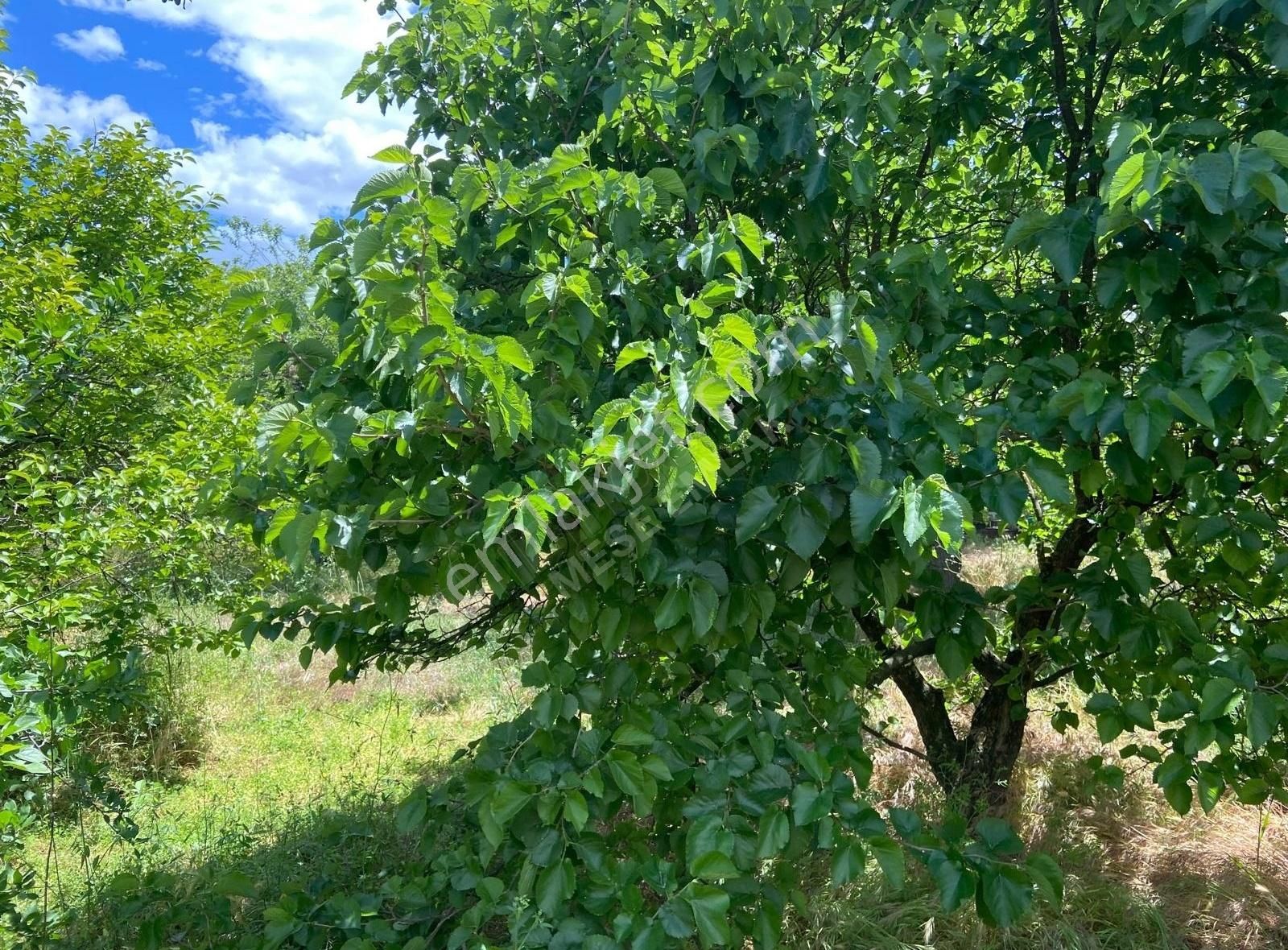 Menderes Değirmendere'de Mahallesin'de Satılık Bahçe - Görsel 23