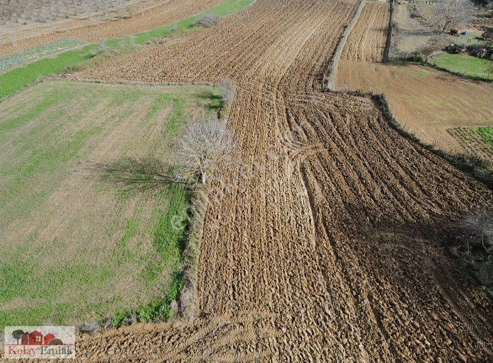 Kandıra Balcı Satılık Konut İmarlı Kandıra Balcı Köyünde Yola 1 Parsel %40 İmarlı 482m2 Arsa